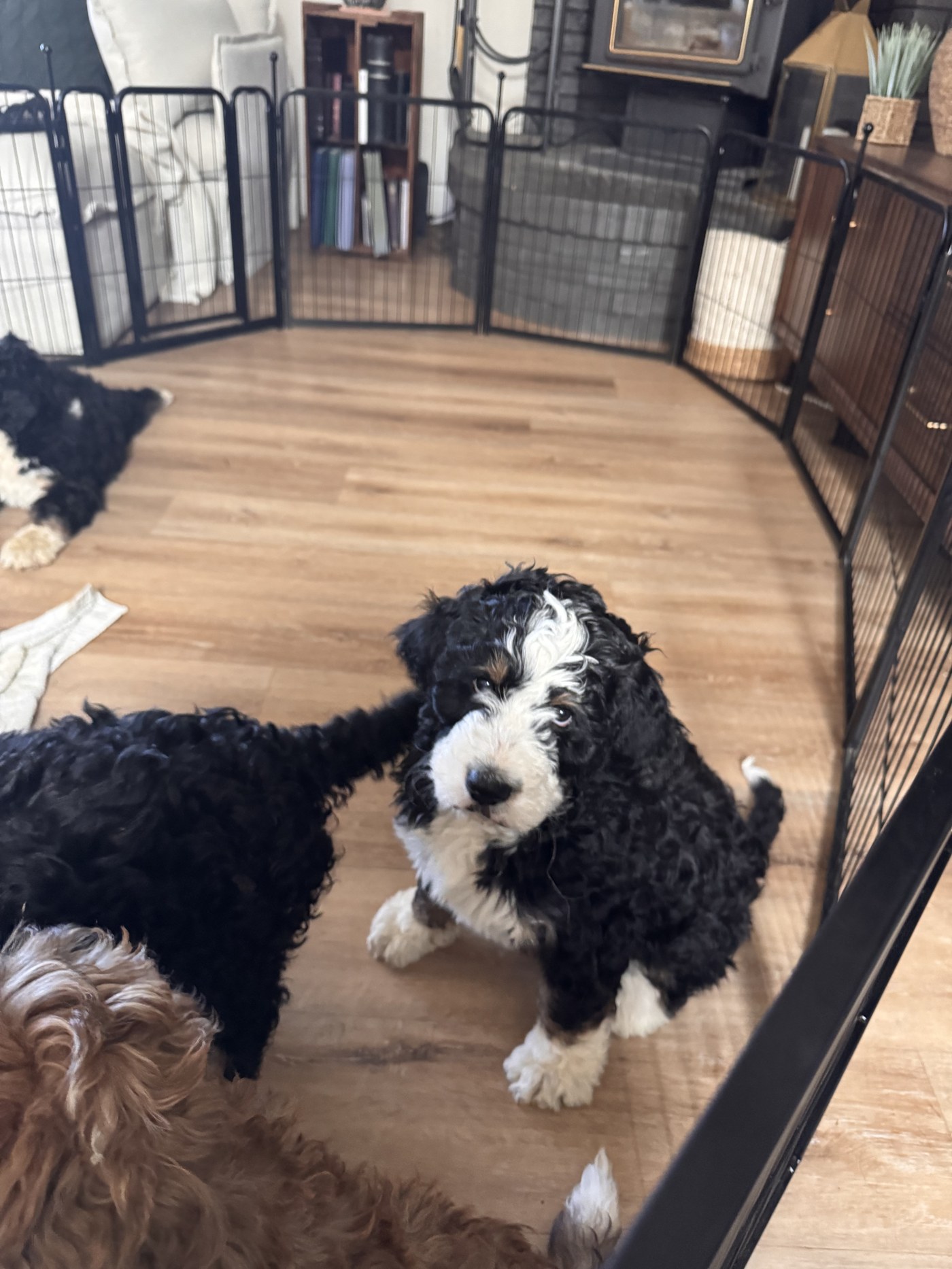 Bernedoodle puppies playing together in their pen