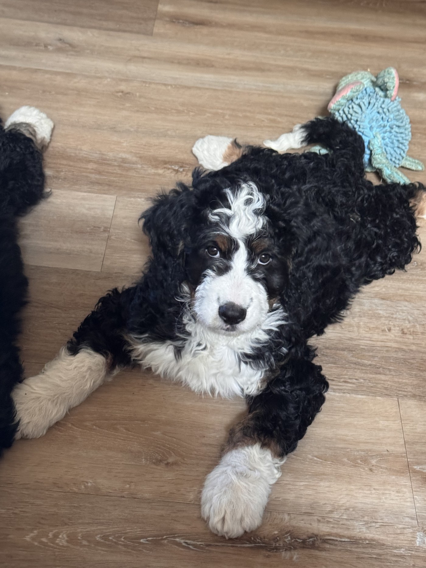Bernedoodle puppy relaxing on the floor with a toy
